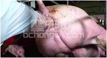 遇到母猪难产，掏猪你做对了吗！