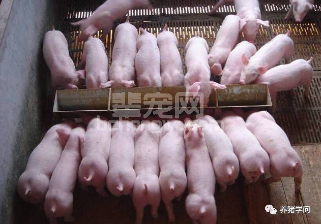 别看都是养猪的，但未必知道猪断奶有“七不”!