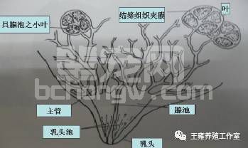 母猪断奶前后到底要不要减料