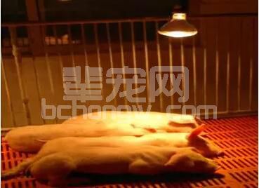 很实用的经验分享：晚上是否给育肥猪开灯？