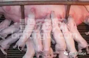 还在为新生仔猪活力差、吃粪便，打架烦恼吗？来这里看看~
