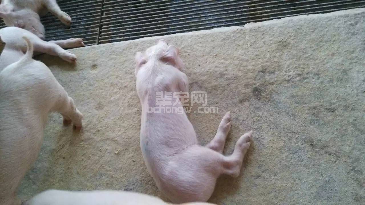 为何仔猪断奶容易瘦,具体原因在这里