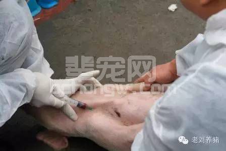 保育——怎样快速采到小猪的血？