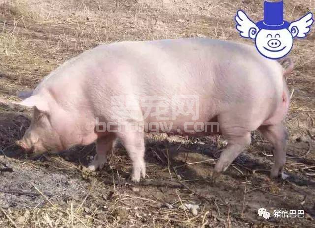猪总是掉毛是怎么回事？原来是缺了这种微量元素！