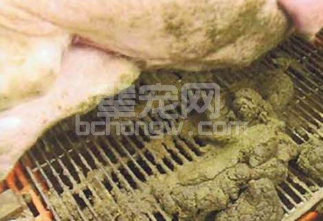 母猪“衔草做窝” 你准备好接生了吗？