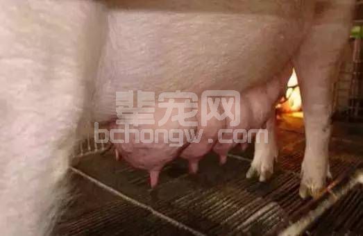 产房里经常遇到哺乳母猪乳汁不足，教你一手搞定它！
