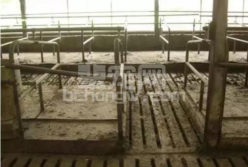水泥地面、漏缝地板固然不错，但防寒保暖做不好，猪急性肌肉风湿病会严重影响猪群健康 ...