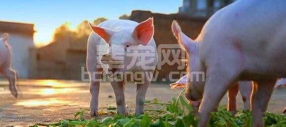 猪这一辈子最难熬的是保育阶段，关爱仔猪等于关爱“钱袋子”