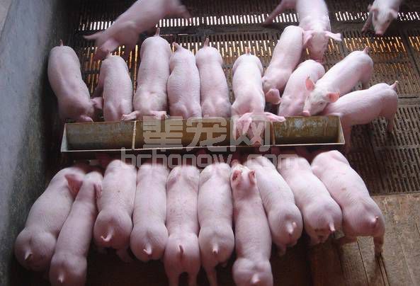 春季来临，保育猪如何饲养？以下几点或许能够帮到你……