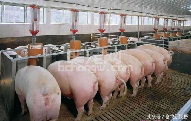 一头猪的饲养面积是多少？饲养管理方法你知道多少