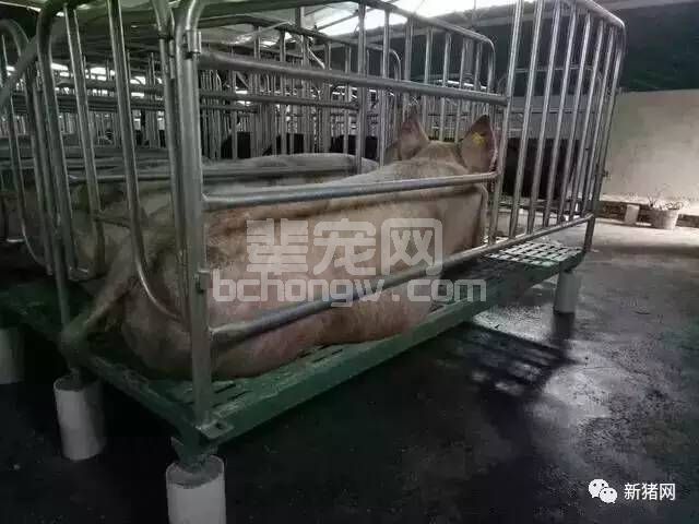 现代化养猪场的限位栏，真的现代化吗？