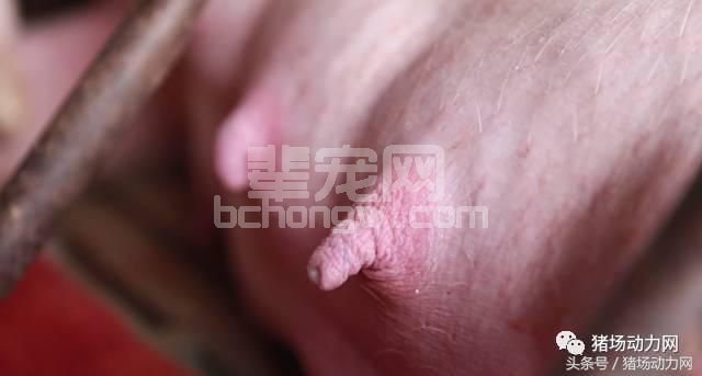 给猪妈挤奶全攻略，把握时机抢救弱仔！