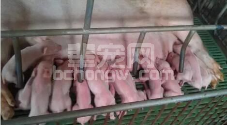 怀孕母猪你得这样养！多胎增重快！