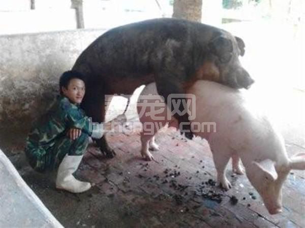 种猪淘汰有讲究，背后有着怎样的真相？