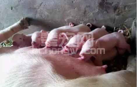 专家如此重视初乳的作用，但使用用初乳防腹泻，如何算准时间和剂量？