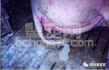 母猪妊娠不容易 产后消炎更重要！