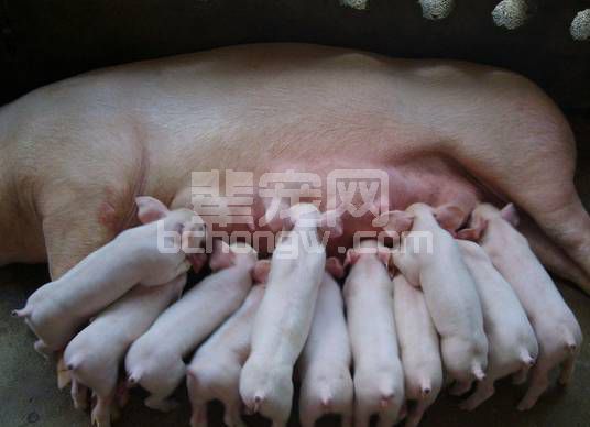 哺乳母猪采食量上不来，原因就在这儿
