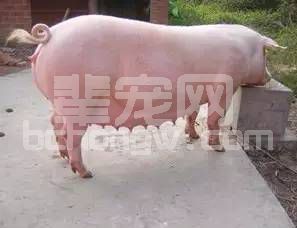 小妙招巧知母猪是否怀孕？