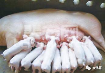 正确认识母猪产程及产程过长的划分