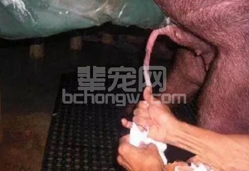 冬季，我们应该如何提高公猪精子活性？