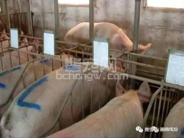 手把手（图文）教你鉴定发情和子宫深部输精
