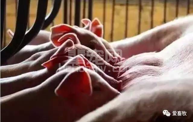 猪的各种行为特点，传达了什么信息，你了解吗？