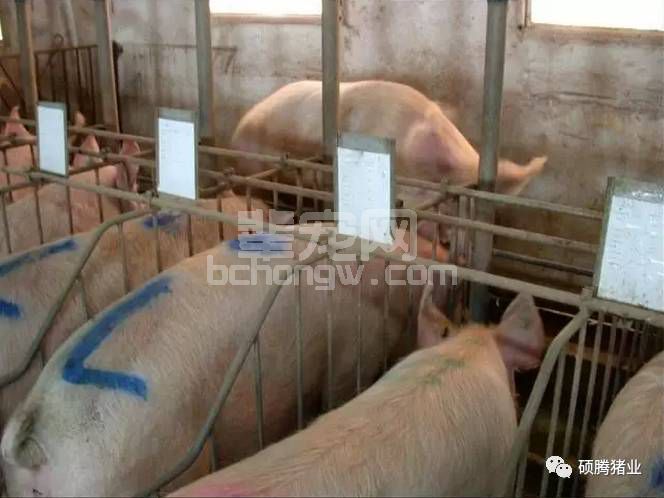 实图操练“两步法”—教你鉴定母猪发情与做好子宫深部输精！