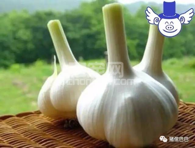猪生病了不要急着用药，也许这种常见的调味料就可以治疗！