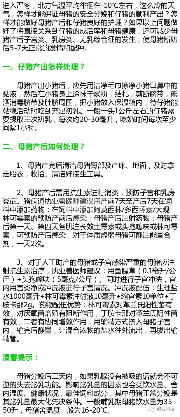 冬季母猪分娩，做好两个“处理”母子健康很轻松！