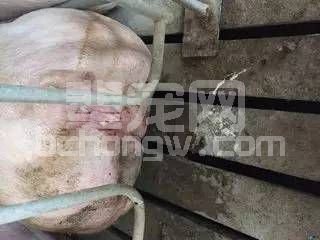 怎么知道母猪配种期间是否怀孕，小妙招巧知母猪是否怀孕？