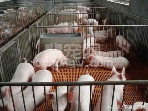 环保限养政策下，后备猪如何培育才能取得良好的收益呢？