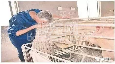 水质原来这么重要，你的猪喝到干净水了吗？