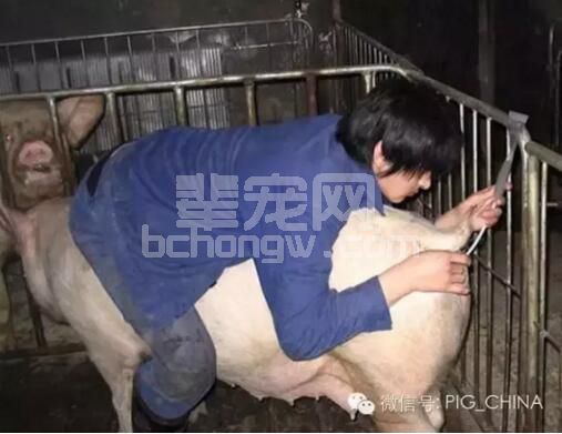 让公猪的阴茎和人工授精的管子告诉你为什么现在母猪子宫内膜炎发病率居高不下！