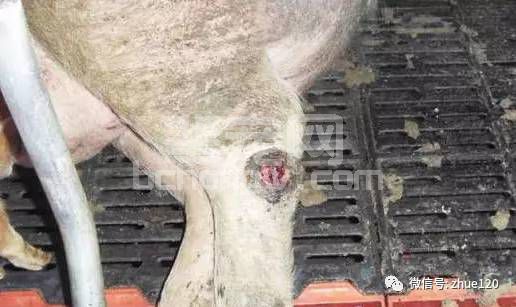 二十年资深兽医总结猪病防治，句句经典，值得收藏