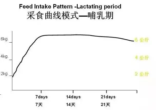 母猪分娩后采食量与断奶后发情间隔时间的关系