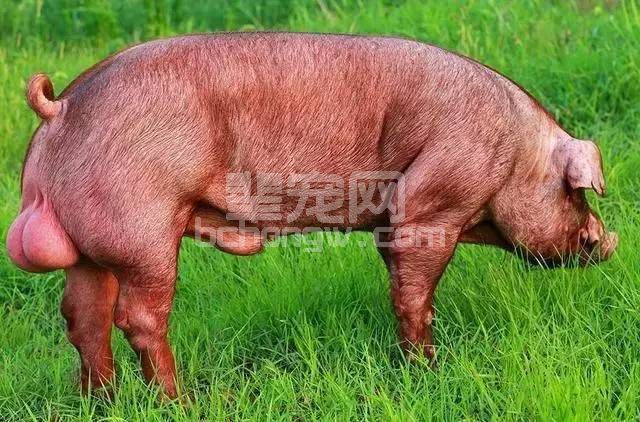 提高母猪产仔量的第一步，每个养猪人都该看！