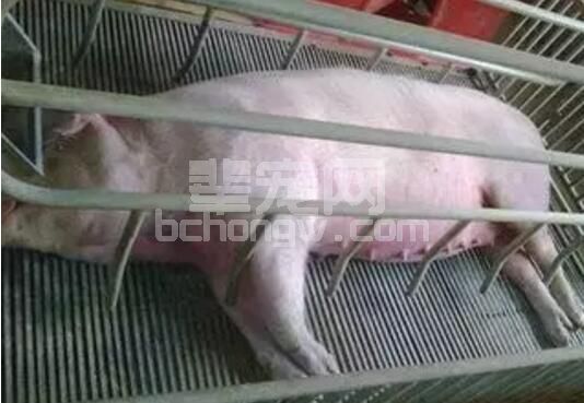 母猪妊娠不容易 产后消炎更重要