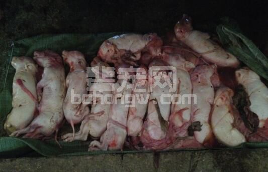 母猪胎衣能喂猪吗？