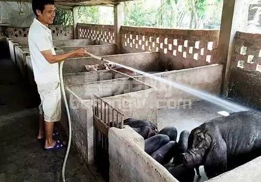 轻松搞定猪舍排污困扰，你只需要这样做！