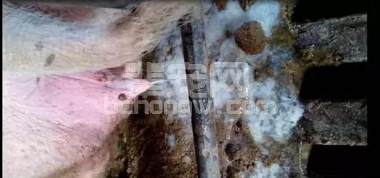 产仔儿异常的母猪最易发生子宫内膜炎