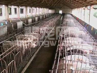 妊娠母猪胚胎死亡的原因及预防？
