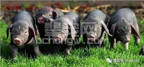 如何防治仔猪黄痢病