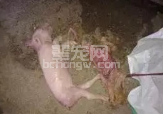 从母猪〞死胎〞形状鉴别诊断母猪发生死胎的原因