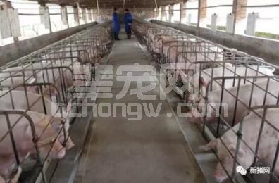 为什么猪场总会有20%的母猪不孕？究竟是什么原因？