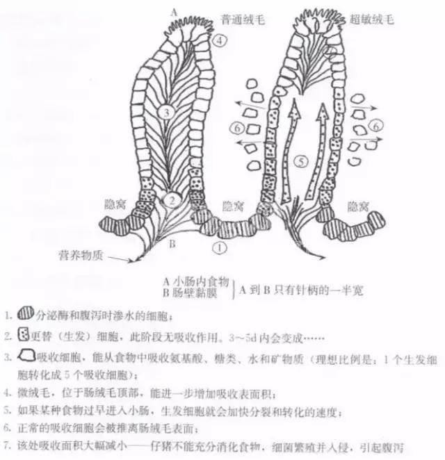 断奶仔猪为何容易发生腹泻？原因说的竟如此透彻！