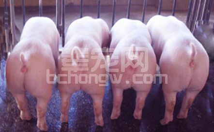 猪场后备如何培育，赚不赚钱就看他了