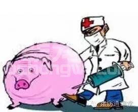 为什么你的病猪治疗效果差？掌握这几点，治愈很轻松