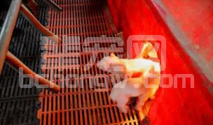 冬季仔猪保温的方法