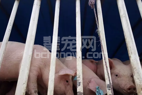 冬季长途运输生猪最科学的套路