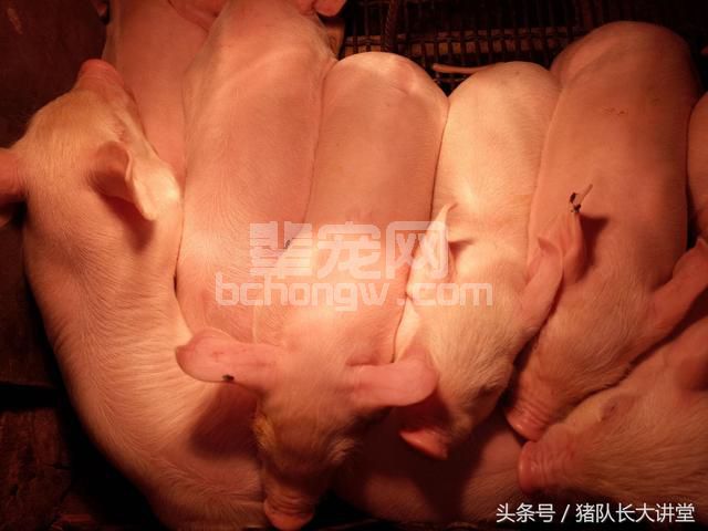 25个催奶法子，让你不喂药不打针就能给猪催奶
